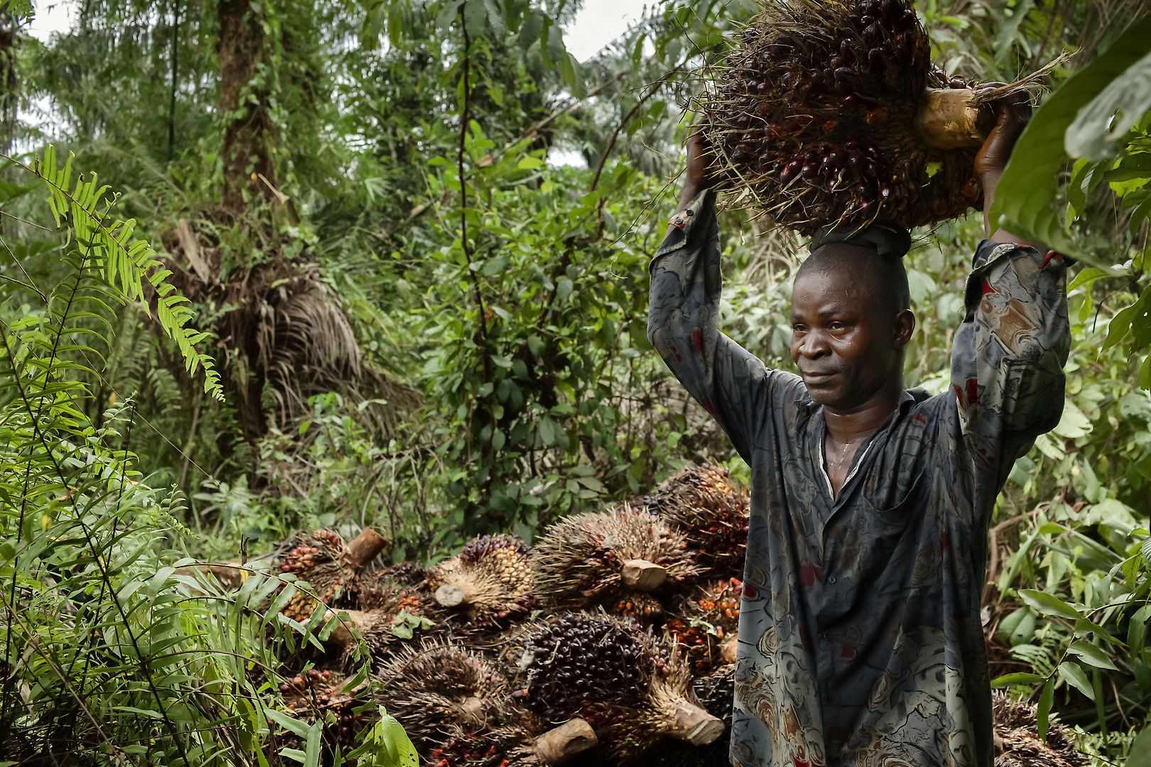 Картинки по запросу palm oil environmental impacts